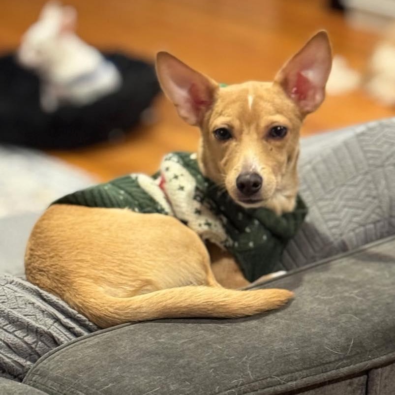 Enlarge Tinsel, a ADOPTABLE mixed breed in Stamford, CT image 5/6