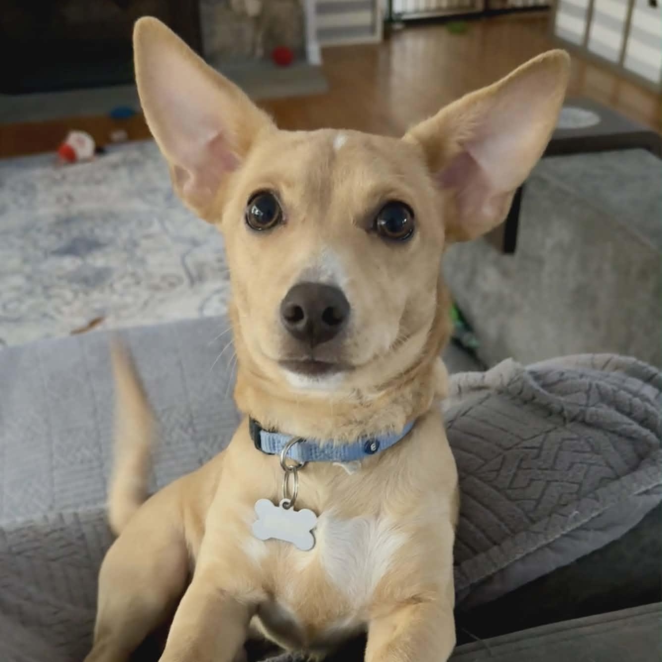 Enlarge Tinsel, a ADOPTABLE mixed breed in Stamford, CT image 3/6