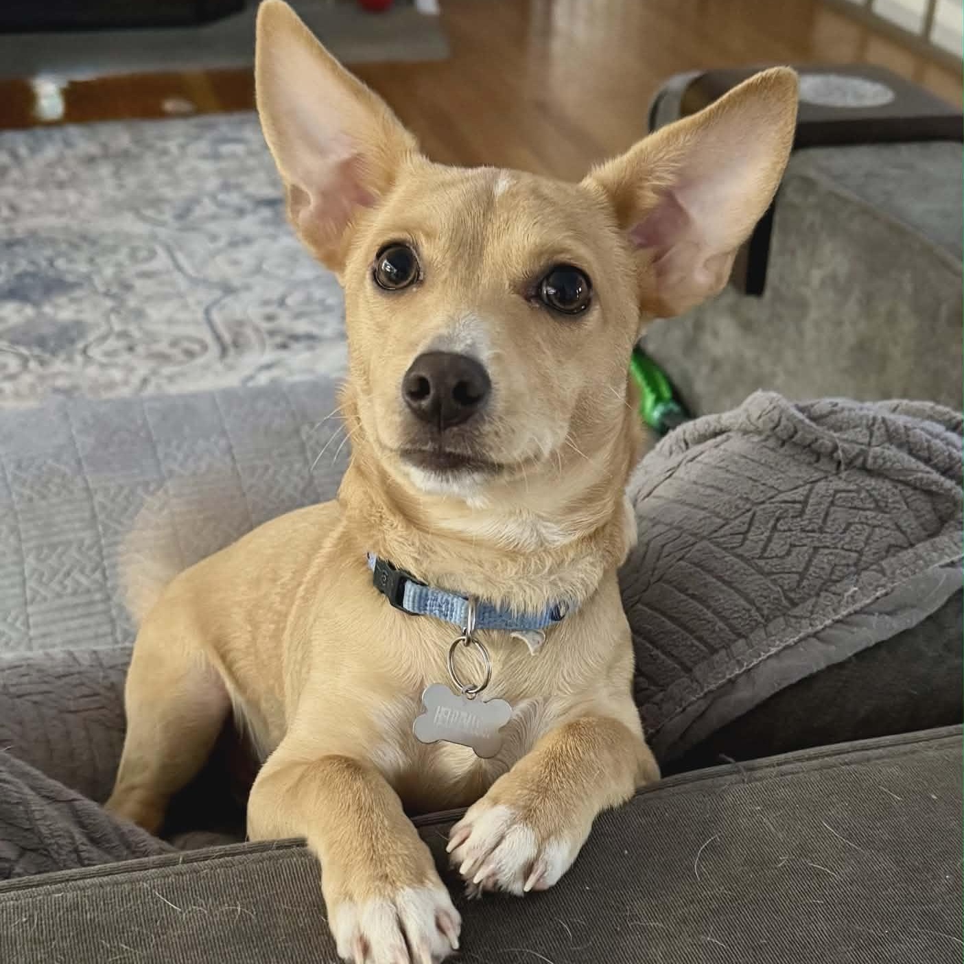 Tinsel, ADOPTABLE, Puppy Male Chihuahua.