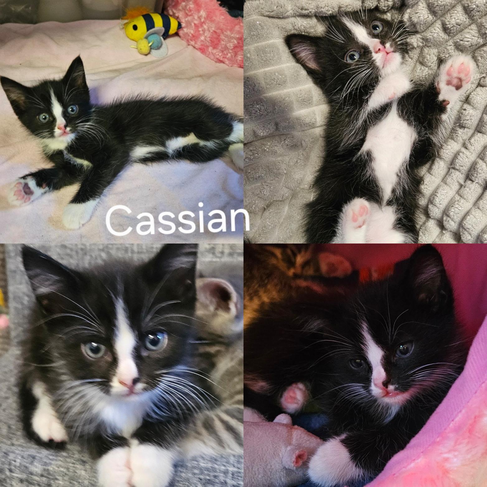 Cassian, a Adoptable mixed breed in Dixon, CA image 2/4