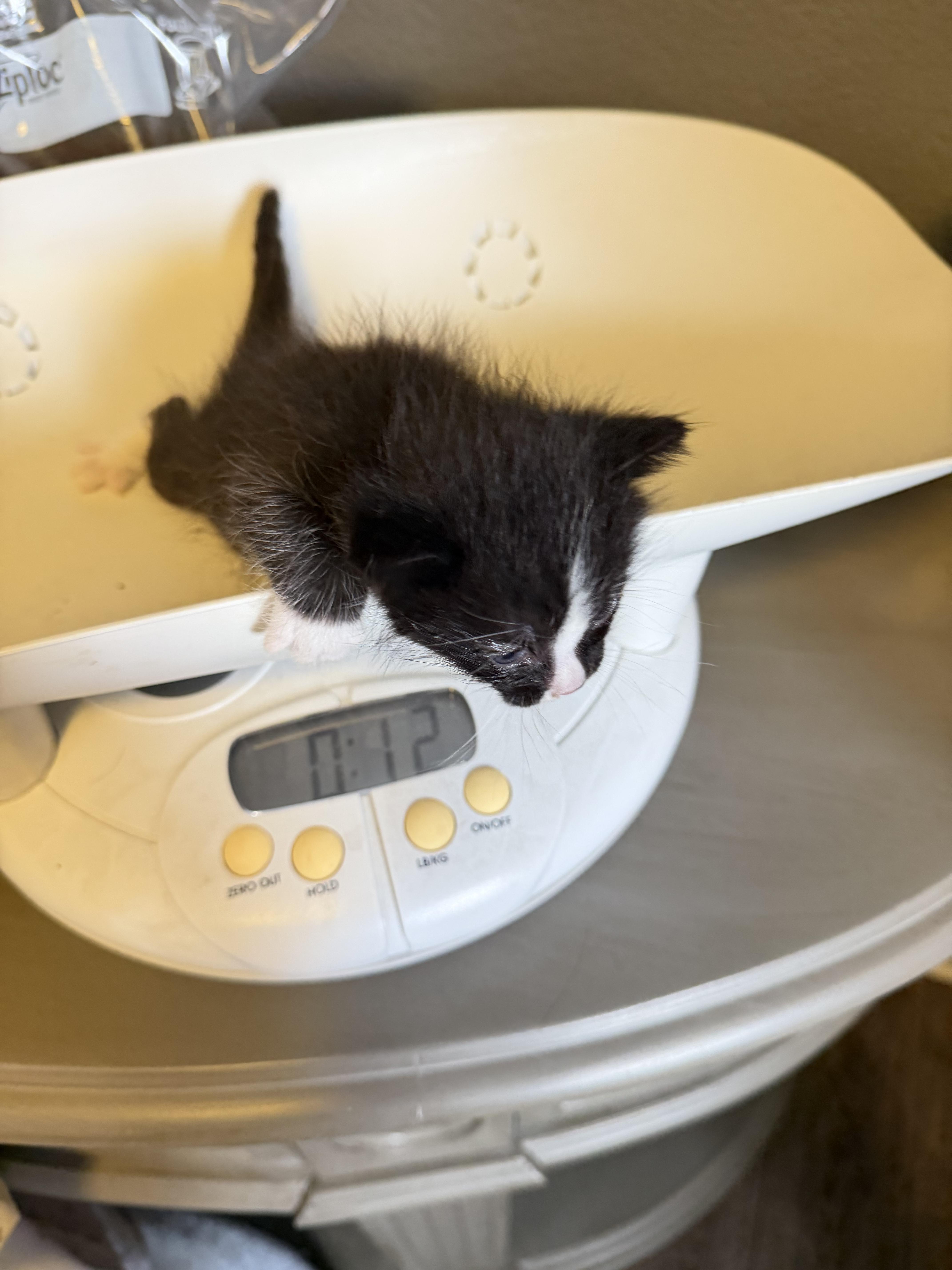 Cassian, a Adoptable mixed breed in Dixon, CA image 3/4