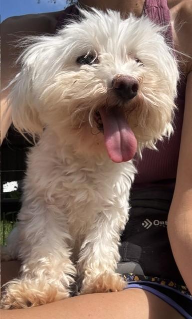 Enlarge BILL, a ADOPTABLE Maltese in fort worth, TX image 3/5