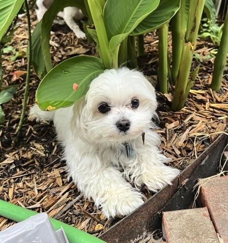 Enlarge BILL, a ADOPTABLE Maltese in fort worth, TX image 1/5