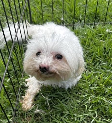 Enlarge BILL, a ADOPTABLE Maltese in fort worth, TX image 2/5
