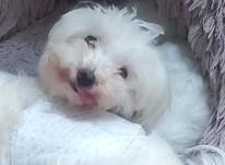 Enlarge BILL, a ADOPTABLE Maltese in fort worth, TX image 4/5