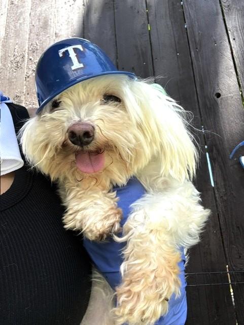 Enlarge BILL, a ADOPTABLE Maltese in fort worth, TX image 5/5