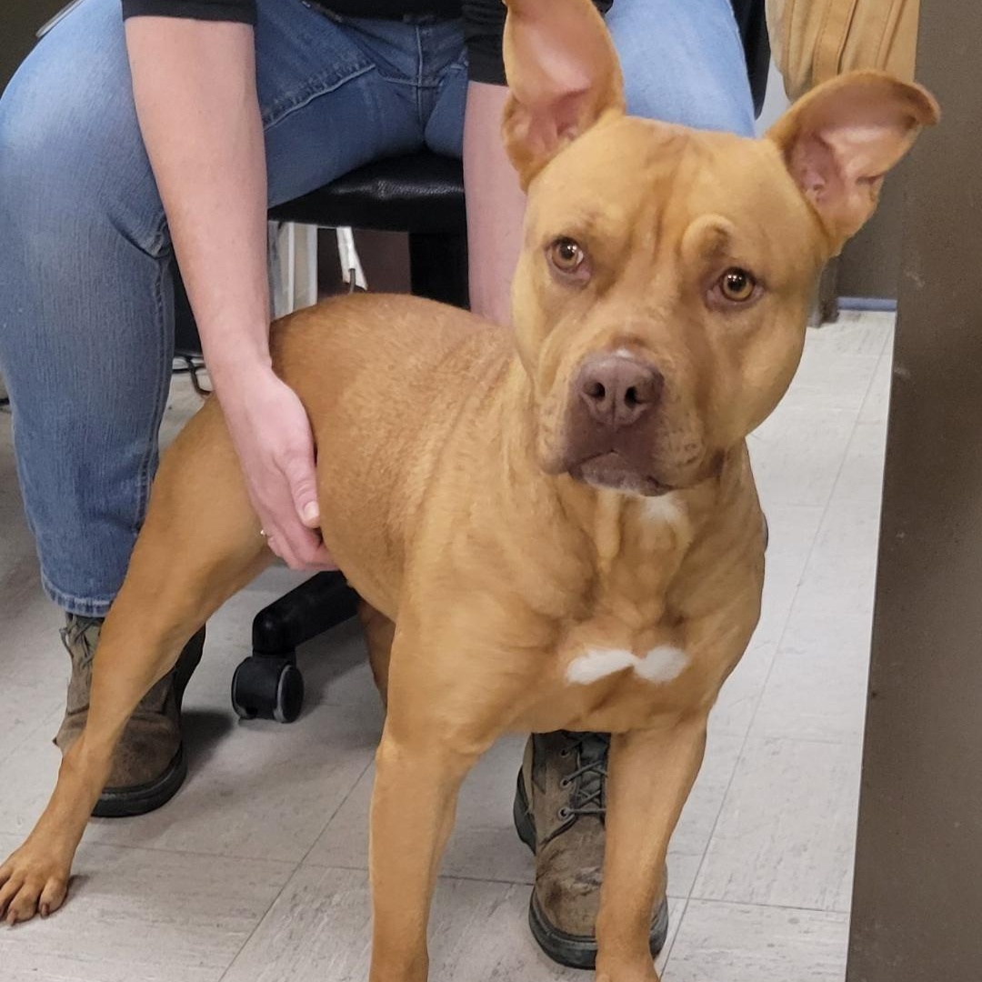 Ginger, ADOPTABLE, Young Female American Staffordshire Terrier.