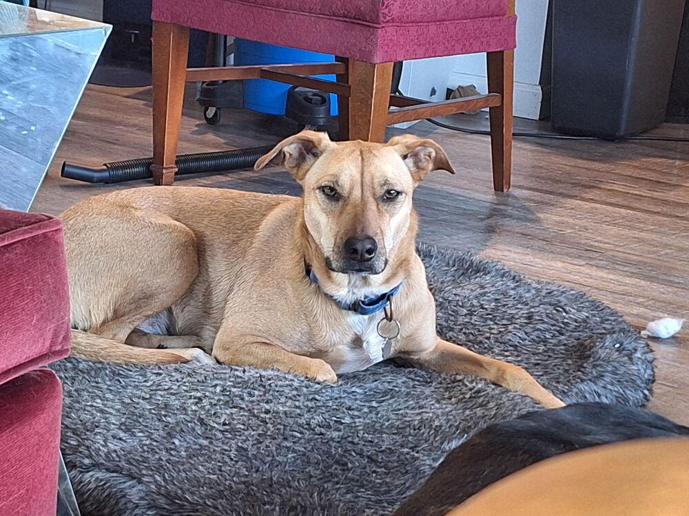 Enlarge Harvest, a Adoptable mixed breed in Lakeland, FL image 1/6