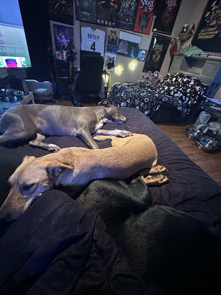 Harvest, Adoptable, Adult Female Mountain Cur & Hound.