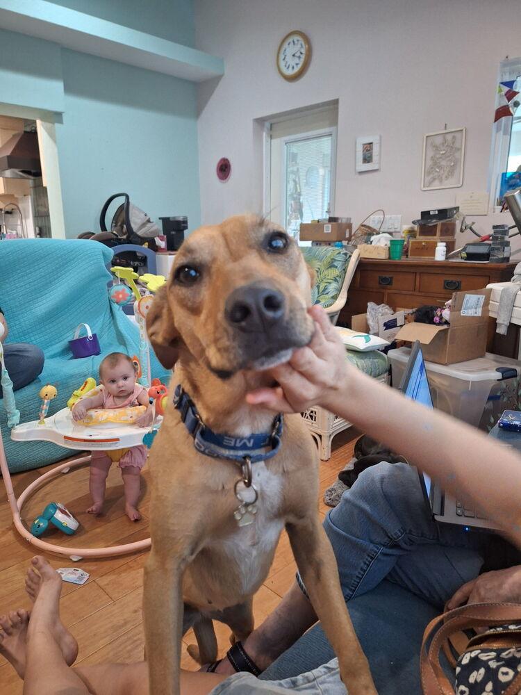 Harvest, Adoptable, Adult Female Mixed Breed.