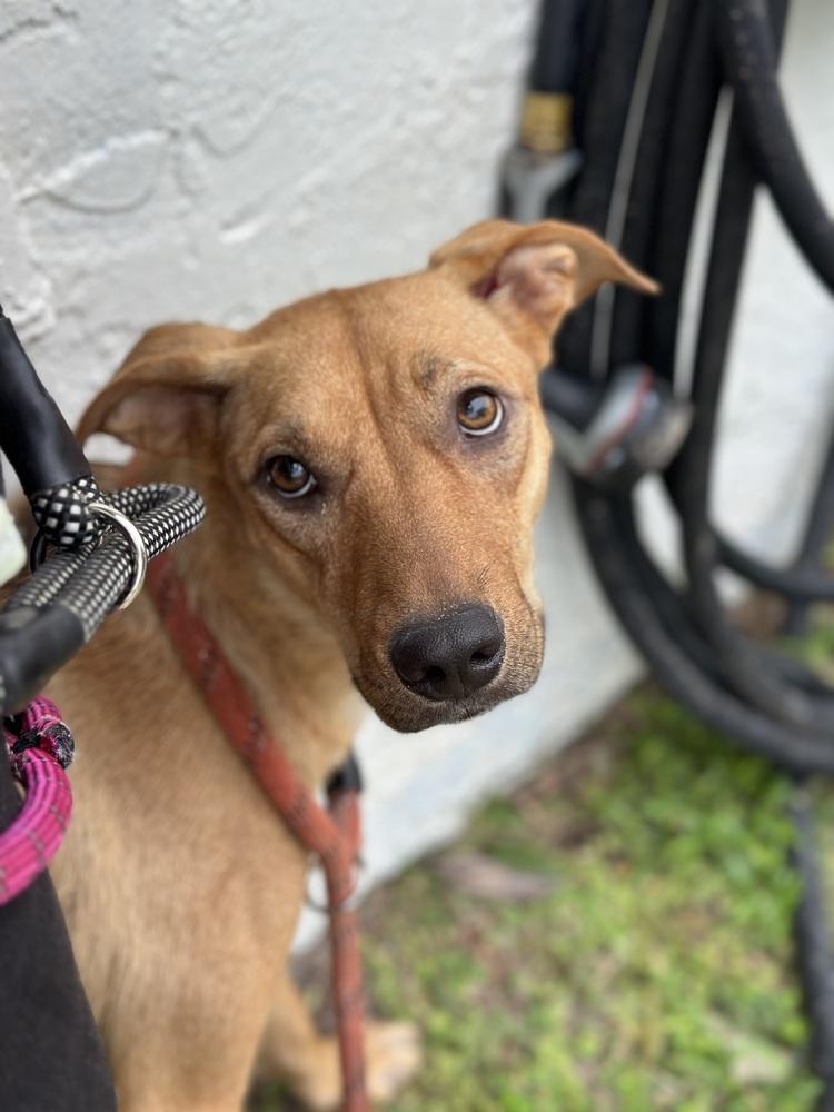 Enlarge Harvest, a Adoptable mixed breed in Lakeland, FL image 2/4