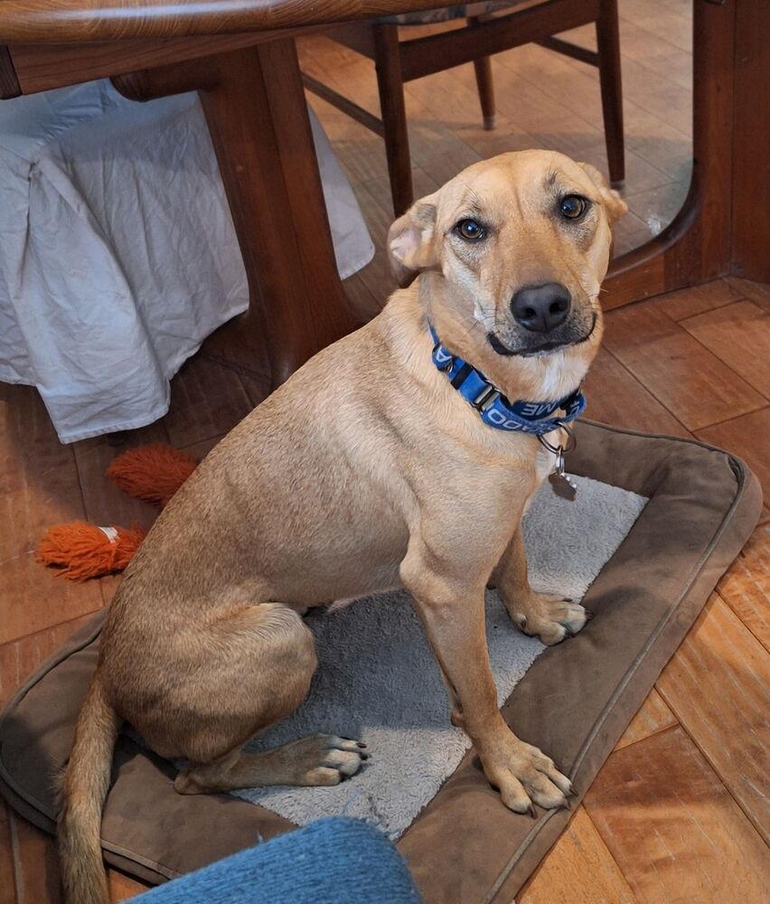 Enlarge Harvest, a Adoptable mixed breed in Lakeland, FL image 3/4