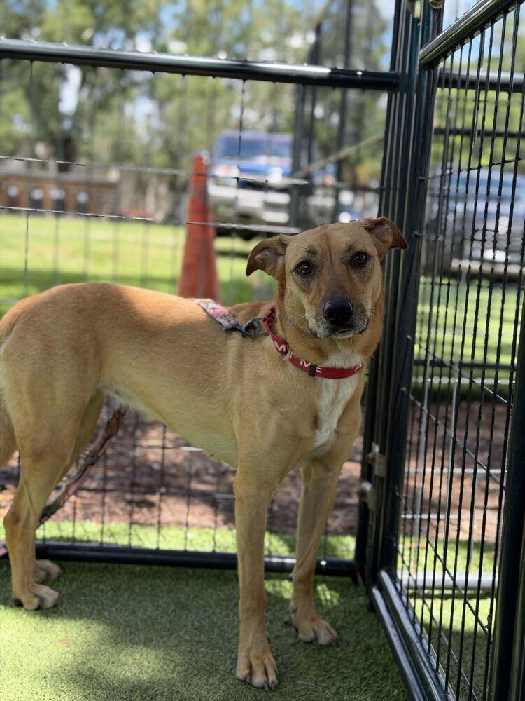 Enlarge Harvest, a Adoptable mixed breed in Lakeland, FL image 5/6