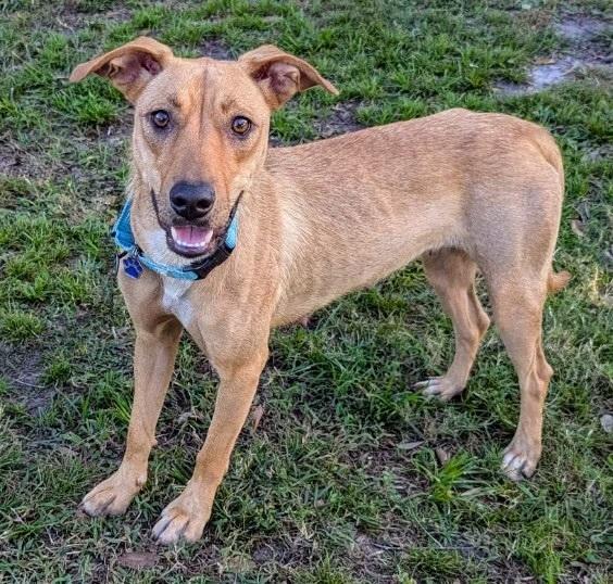 Enlarge Harvest, a Adoptable mixed breed in Lakeland, FL image 4/4
