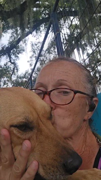 Enlarge Harvest, a Adoptable mixed breed in Lakeland, FL video 6/6