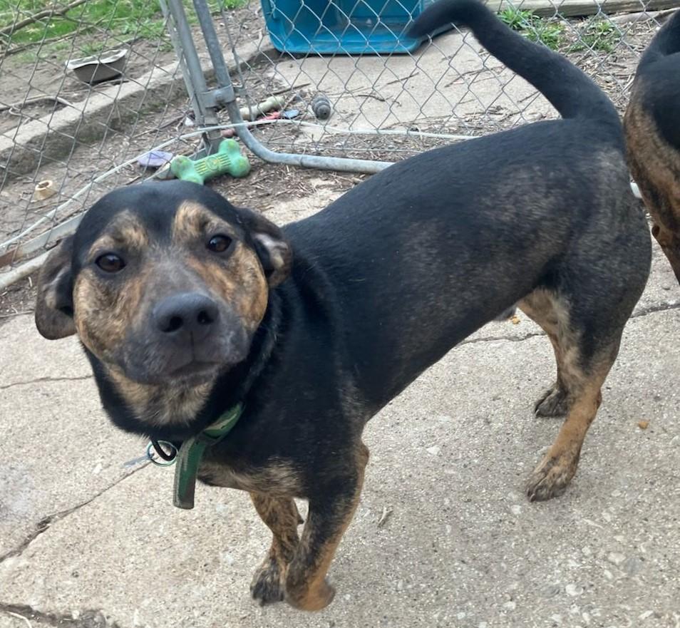 Enlarge Nikoli, a Adoptable mixed breed in Schererville, IN image 1/1