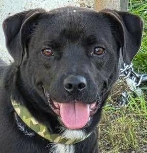 Enlarge Sharky, a Adoptable mixed breed in Olean, NY image 1/1