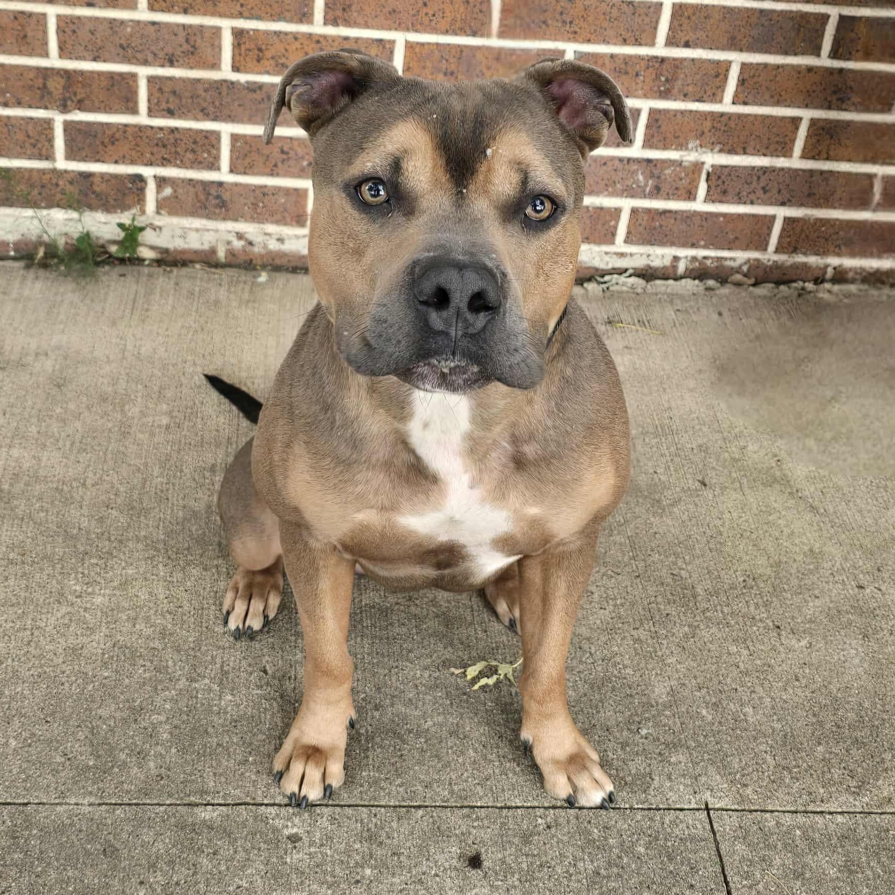 Enlarge Poncho, a Adoptable American Bully in Waterloo, IA image 4/4