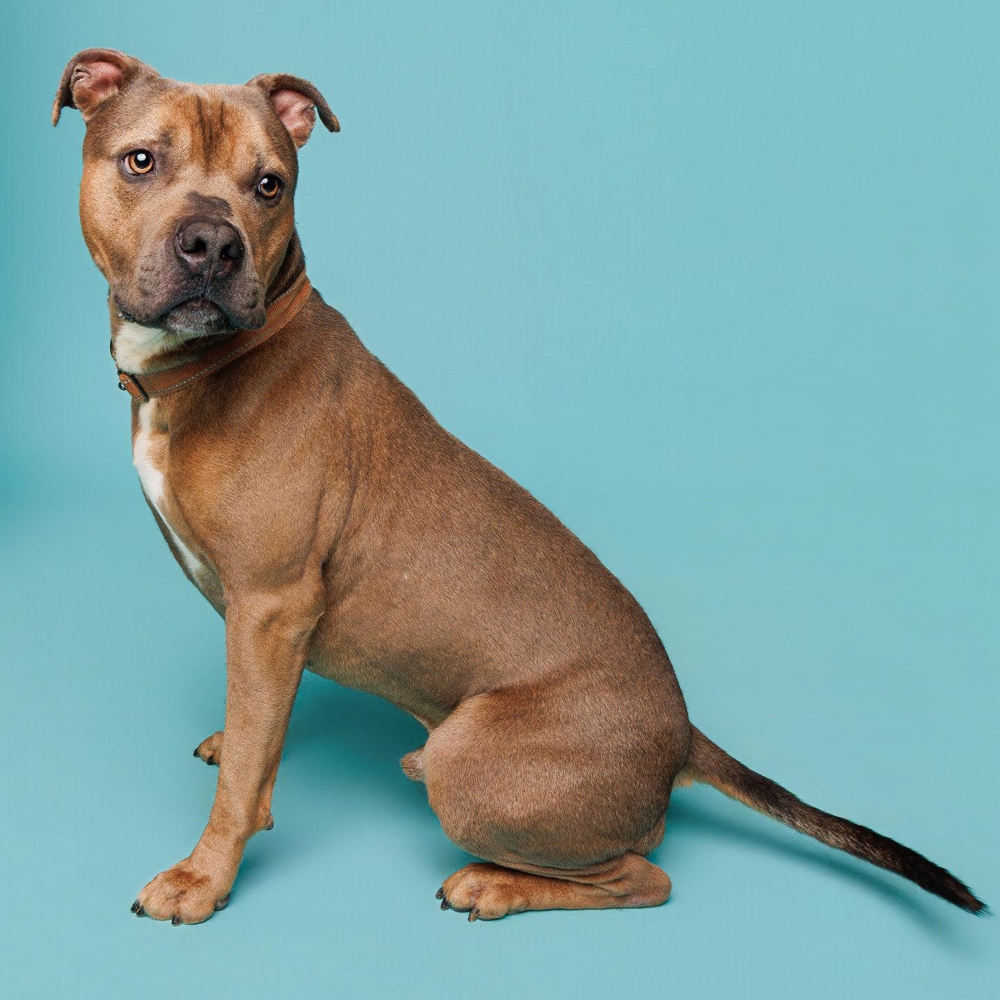 Poncho, a Adoptable mixed breed in Waterloo, IA image 3/6
