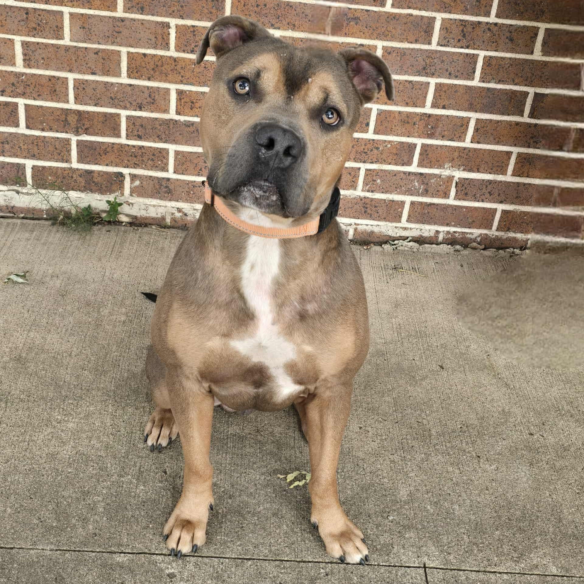Enlarge Poncho, a Adoptable American Bully in Waterloo, IA image 3/4