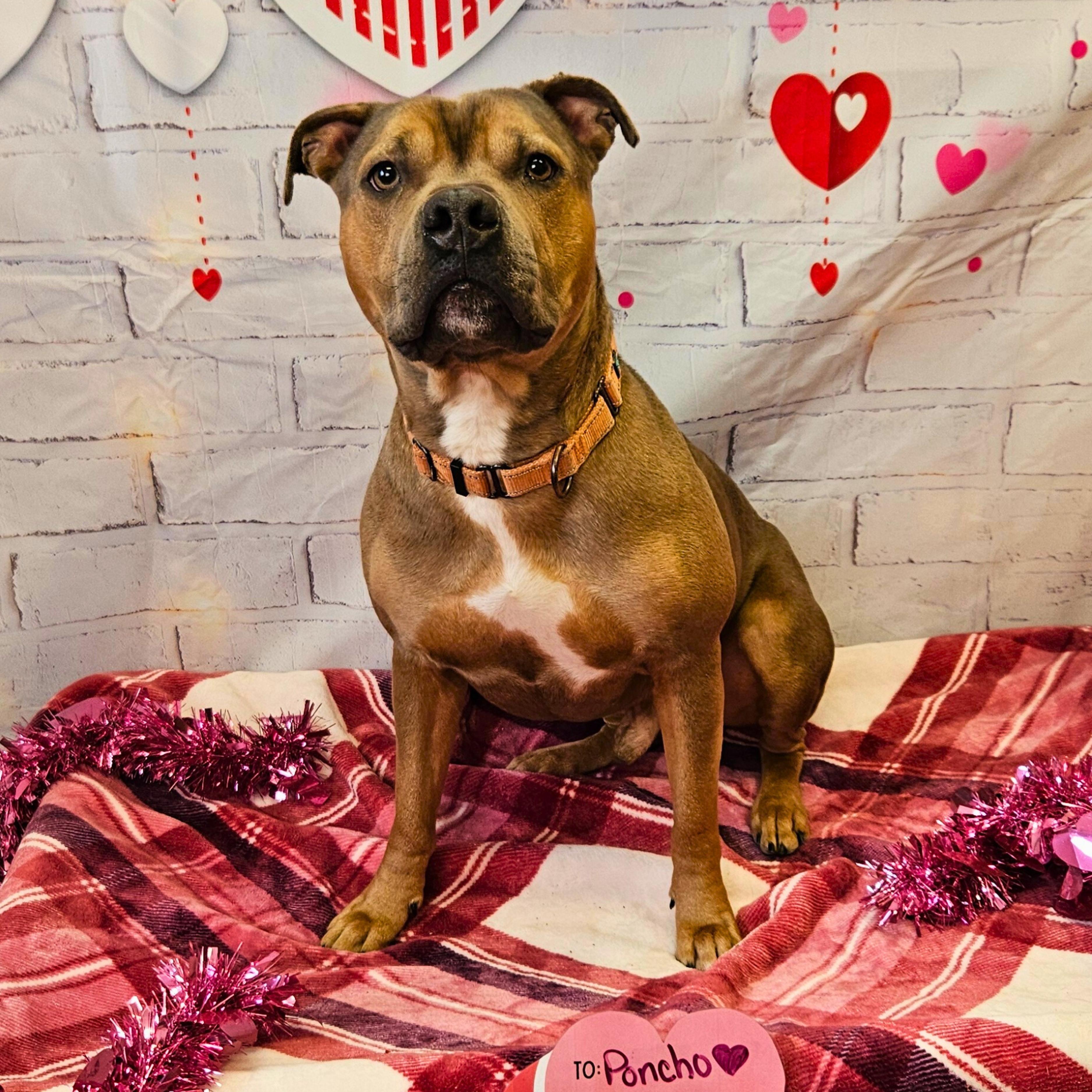 Poncho, Adoptable, Adult Male American Bully.