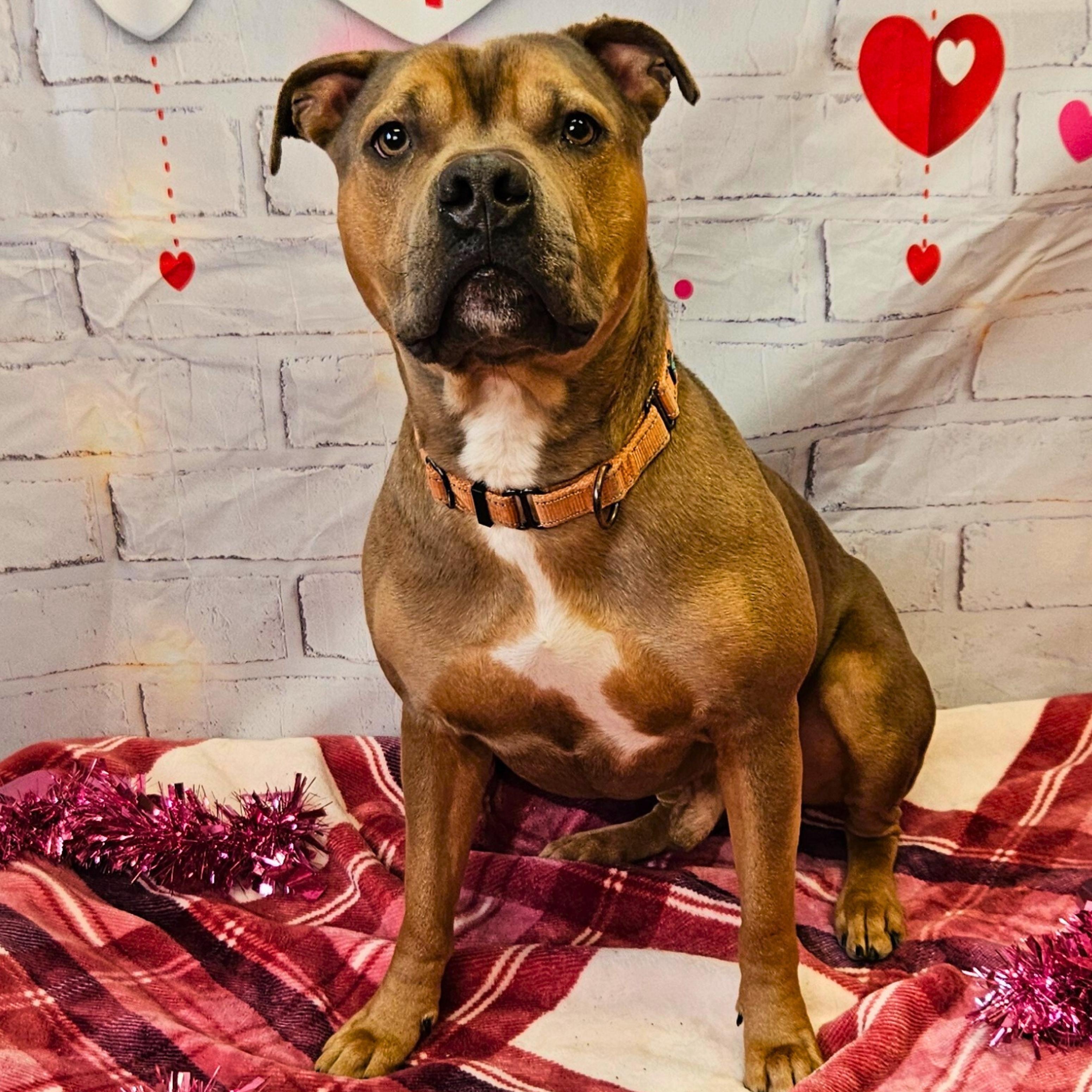 Poncho, a Adoptable mixed breed in Waterloo, IA image 4/6