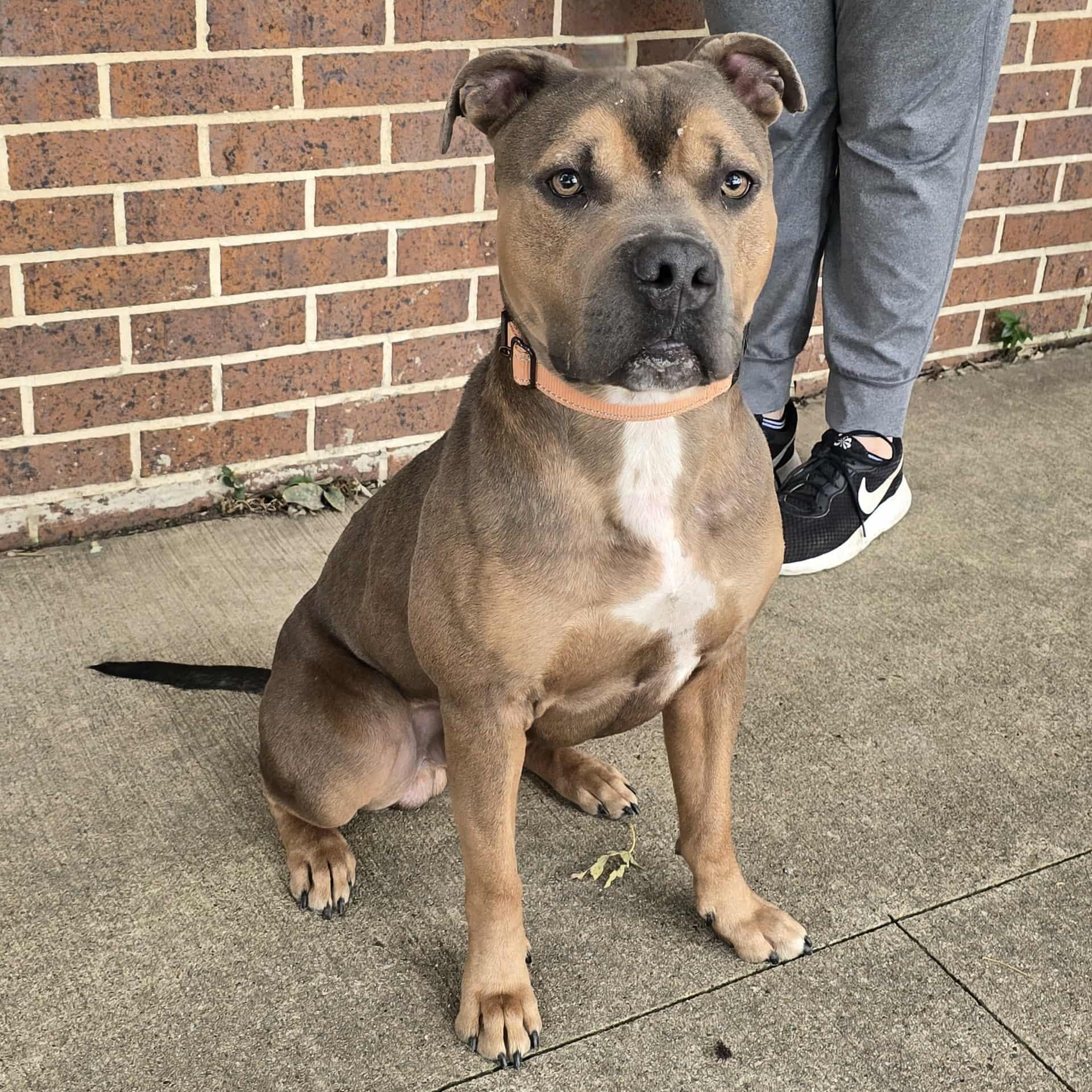 Enlarge Poncho, a Adoptable American Bully in Waterloo, IA image 2/4