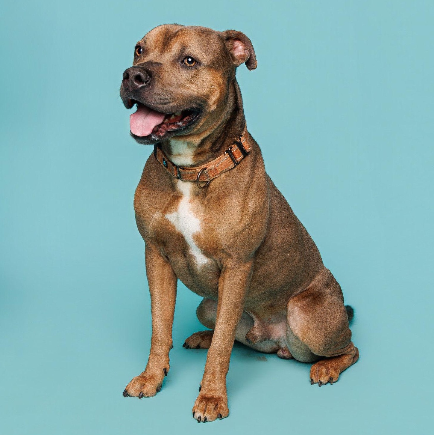Poncho, a Adoptable mixed breed in Waterloo, IA image 2/6