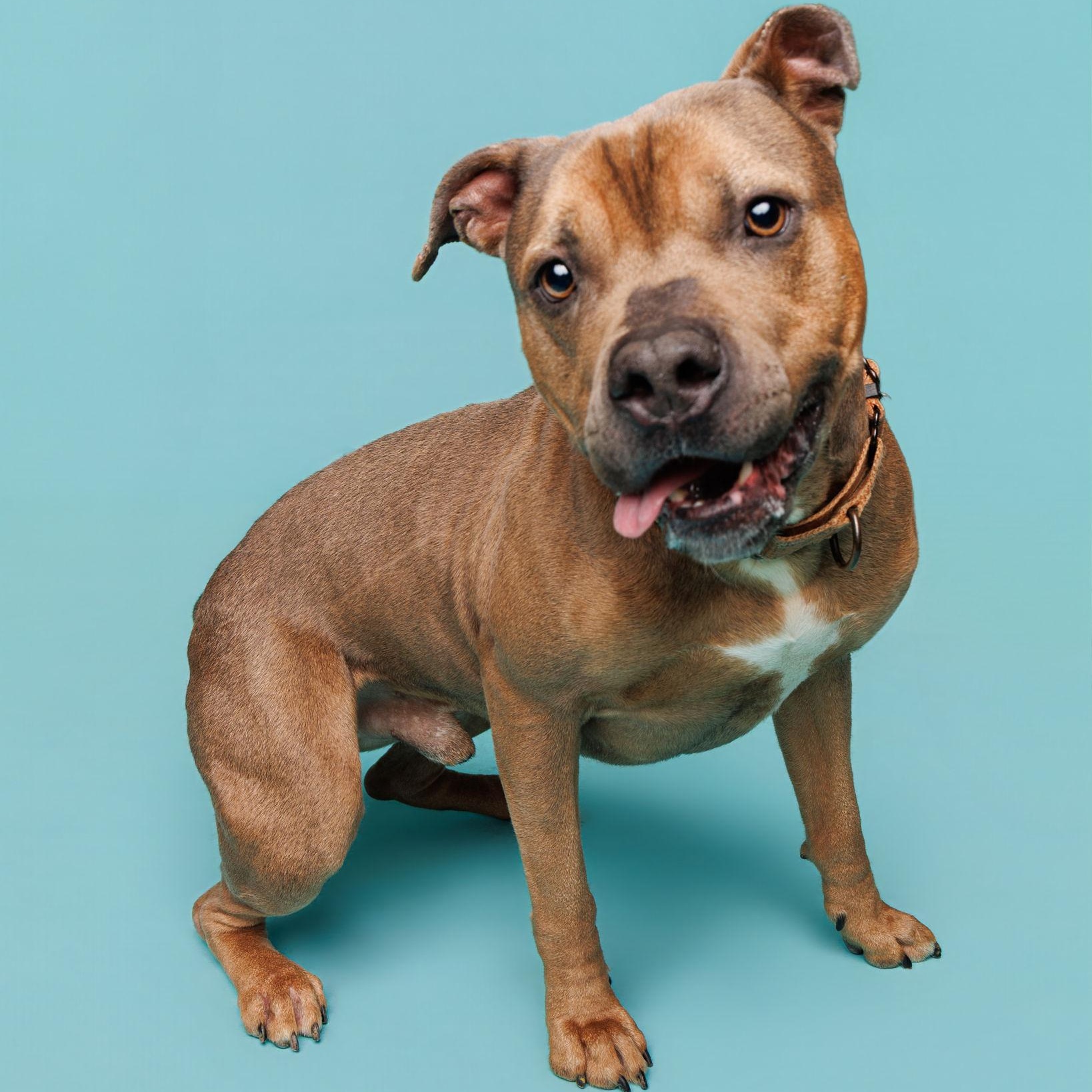 Poncho, a Adoptable mixed breed in Waterloo, IA image 1/6