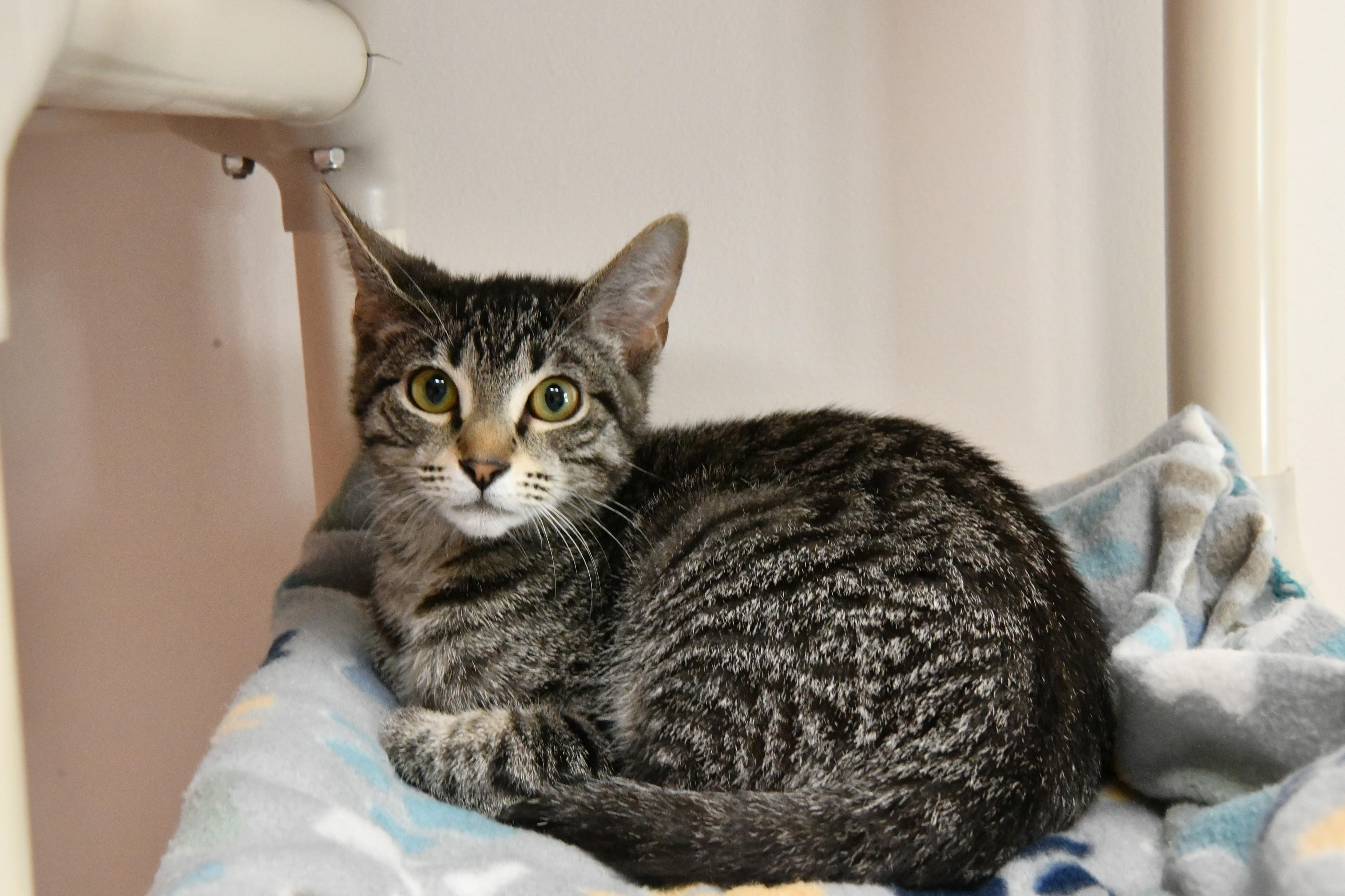 Enlarge Chestnut, a ADOPTABLE Domestic Short Hair in Fairhope, AL image 1/1