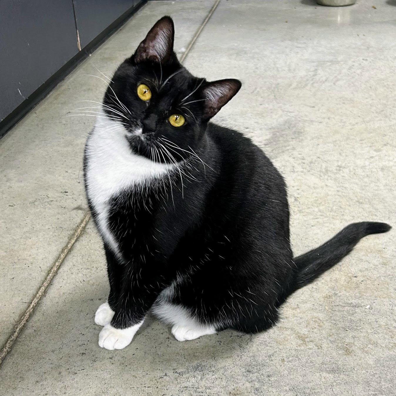 Halloween, Adoptable, Young Female Tuxedo.