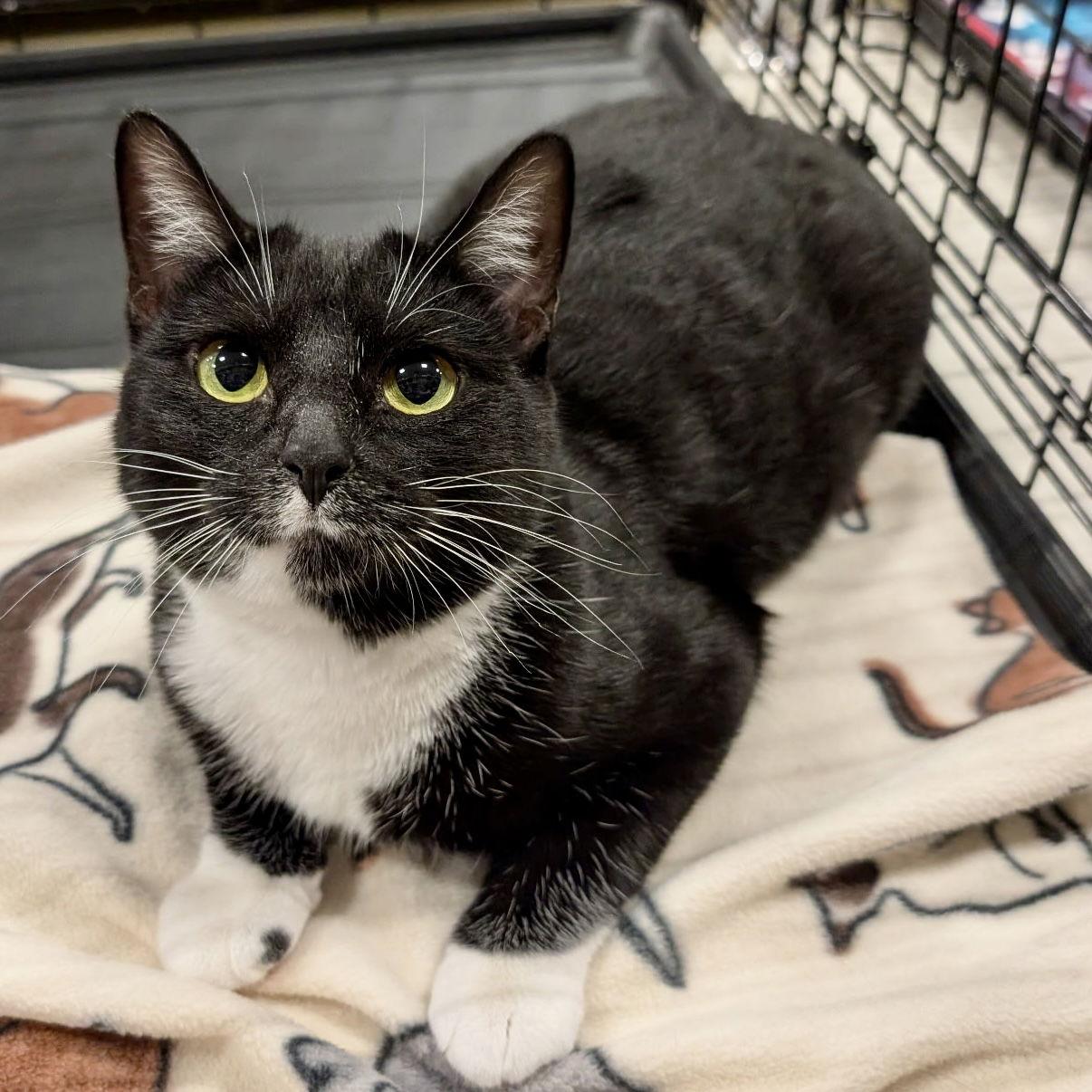 Halloween, Adoptable, Young Female Tuxedo.
