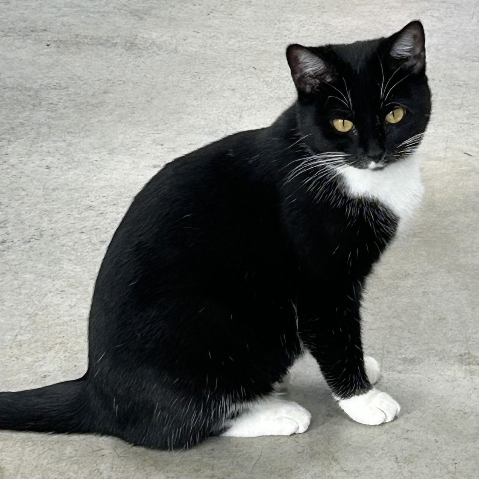 Enlarge Halloween, a Adoptable Tuxedo in Norwood, OH image 2/2
