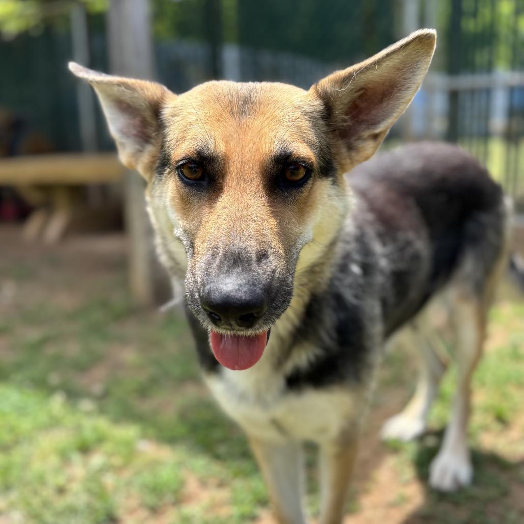 Enlarge Cari, a Adoptable German Shepherd Dog in Starkville, MS image 1/6