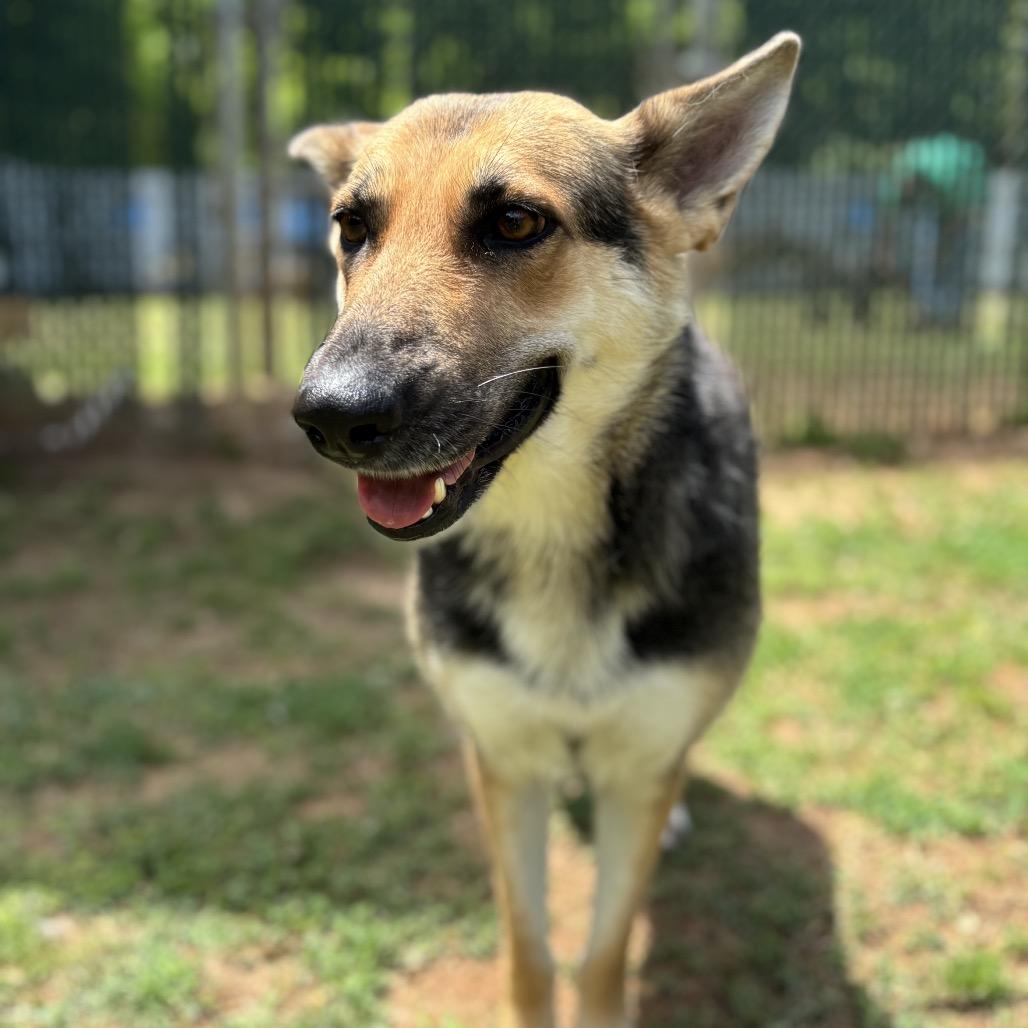 Enlarge Cari, a Adoptable German Shepherd Dog in Starkville, MS image 2/6