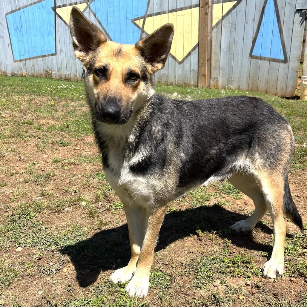 Enlarge Cari, a Adoptable German Shepherd Dog in Starkville, MS image 3/6