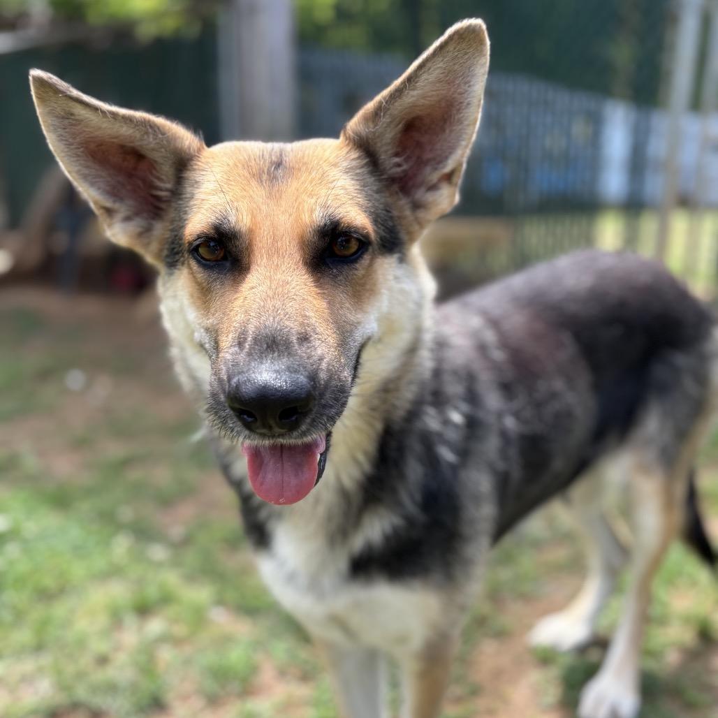Enlarge Cari, a Adoptable German Shepherd Dog in Starkville, MS image 4/6