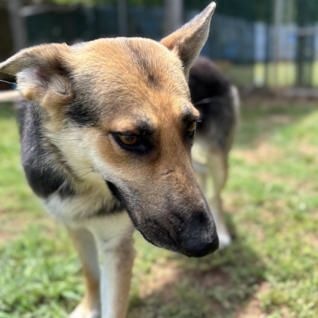 Enlarge Cari, a Adoptable German Shepherd Dog in Starkville, MS image 5/6