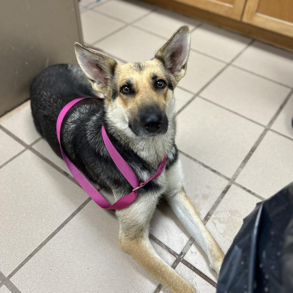 Enlarge Cari, a Adoptable German Shepherd Dog in Starkville, MS image 6/6