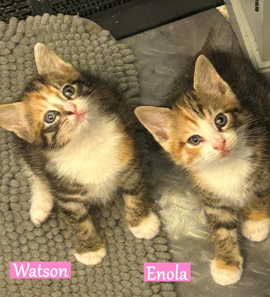 Enlarge Watson, a Adopted mixed breed in Hoover , AL image 1/6