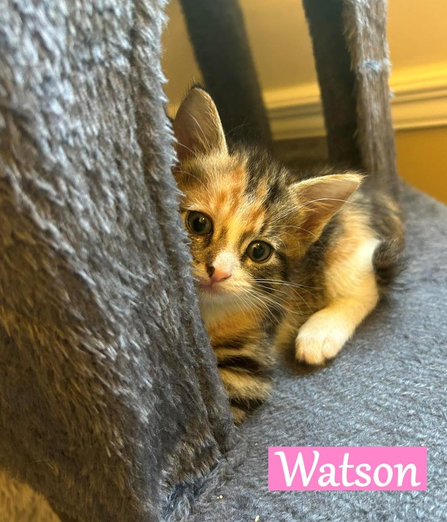Enlarge Watson, a Adopted mixed breed in Hoover , AL image 3/6
