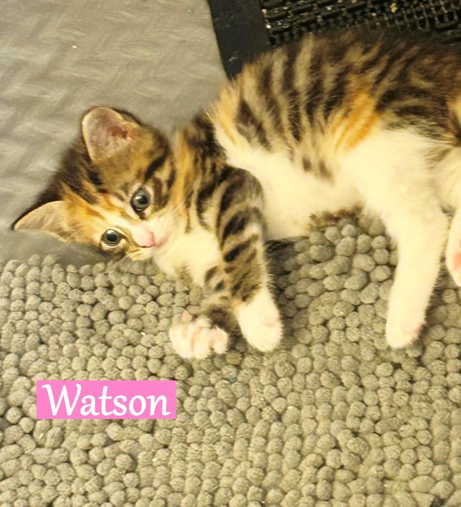 Enlarge Watson, a Adopted mixed breed in Hoover , AL image 6/6