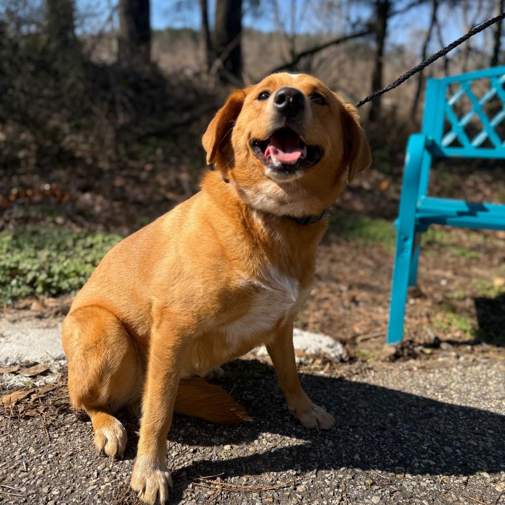 Turkey, Adoptable, Adult Female Mixed Breed.