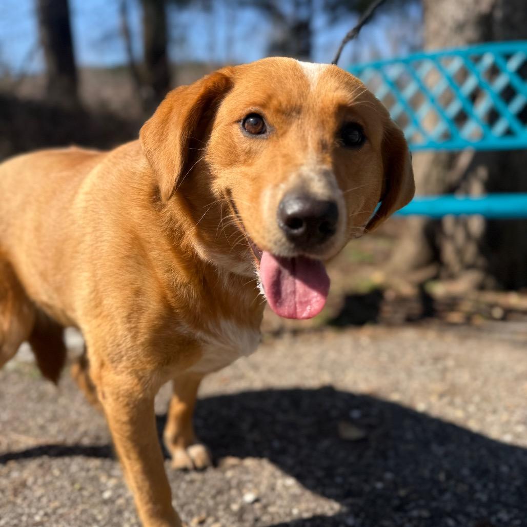 Enlarge Turkey, a Adoptable Mixed Breed in Monroeville, AL image 2/3