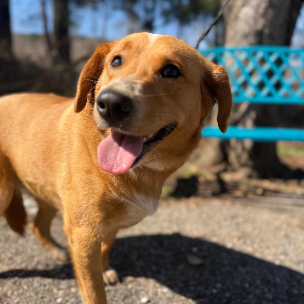 Enlarge Turkey, a Adoptable Mixed Breed in Monroeville, AL image 3/3