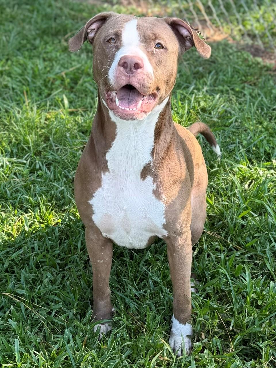 Jolene, Adoptable, Adult Female Mixed Breed.
