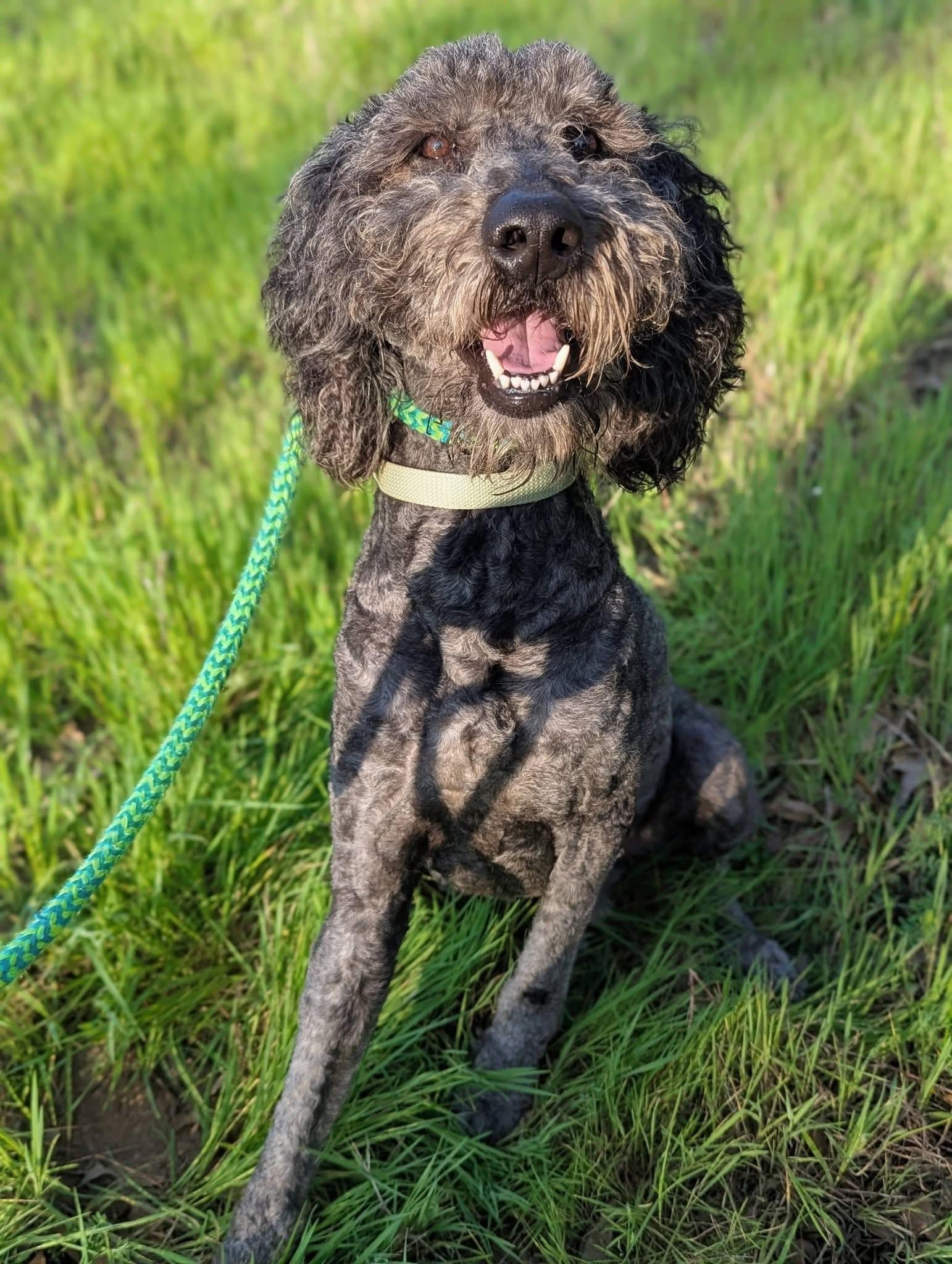 Enlarge Jack, an adopted mixed breed in Mendham, NJ image 5/5
