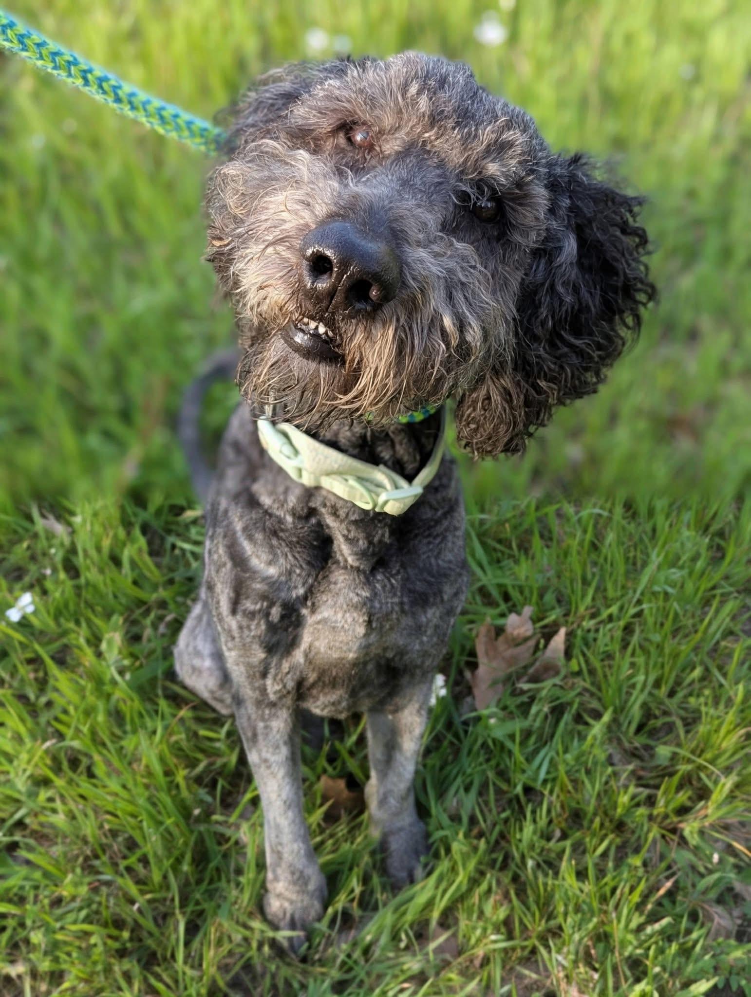 Enlarge Jack, an adopted mixed breed in Mendham, NJ image 4/5