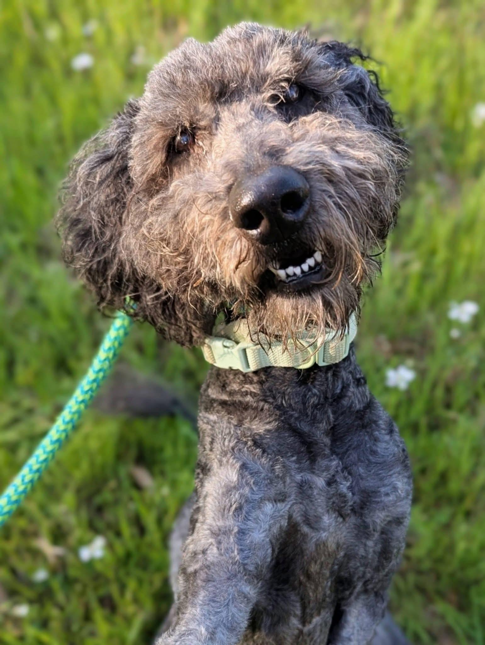 Enlarge Jack, an adopted mixed breed in Mendham, NJ image 3/5