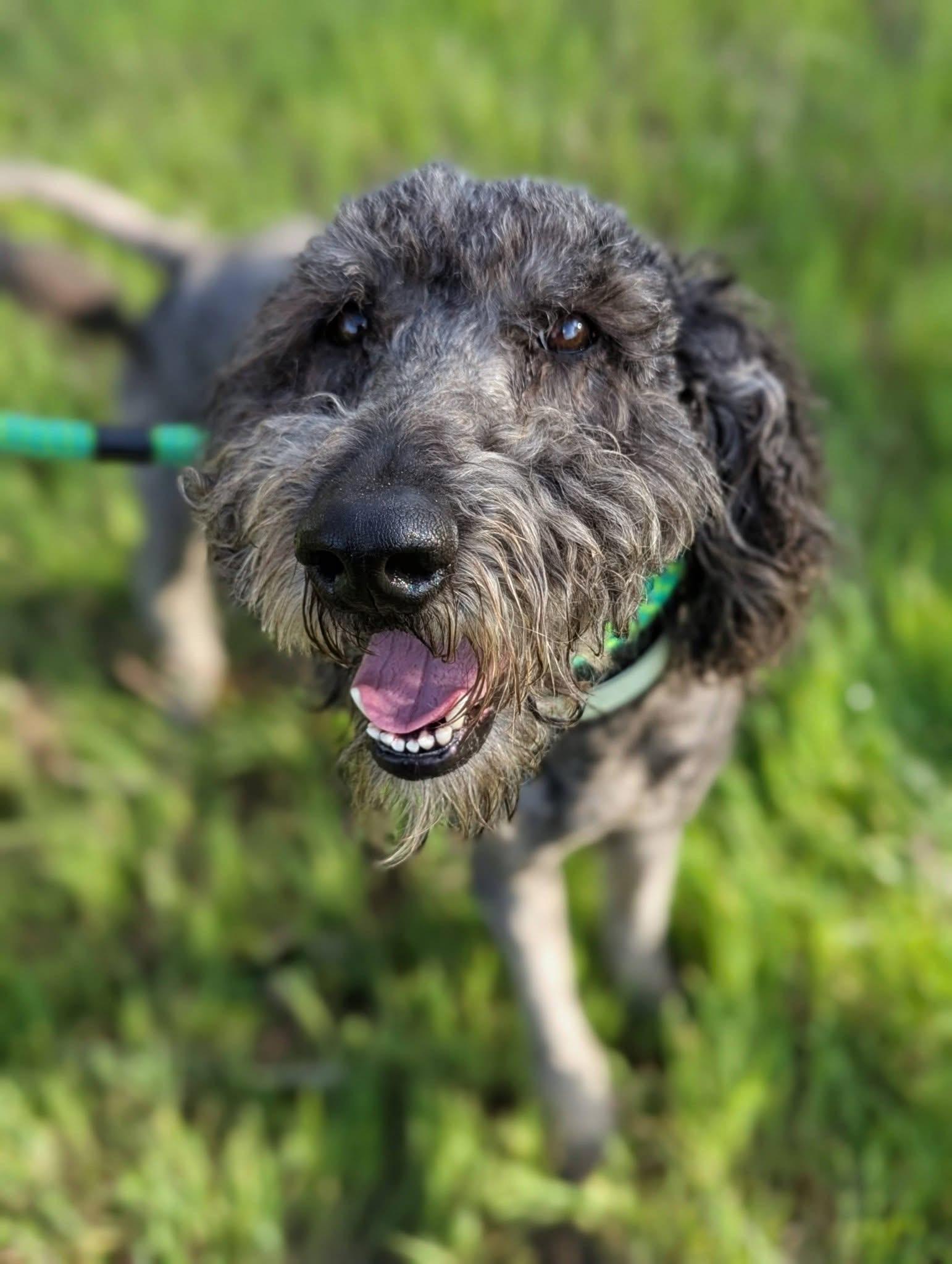 Jack, adopted, Adult Male Labradoodle.